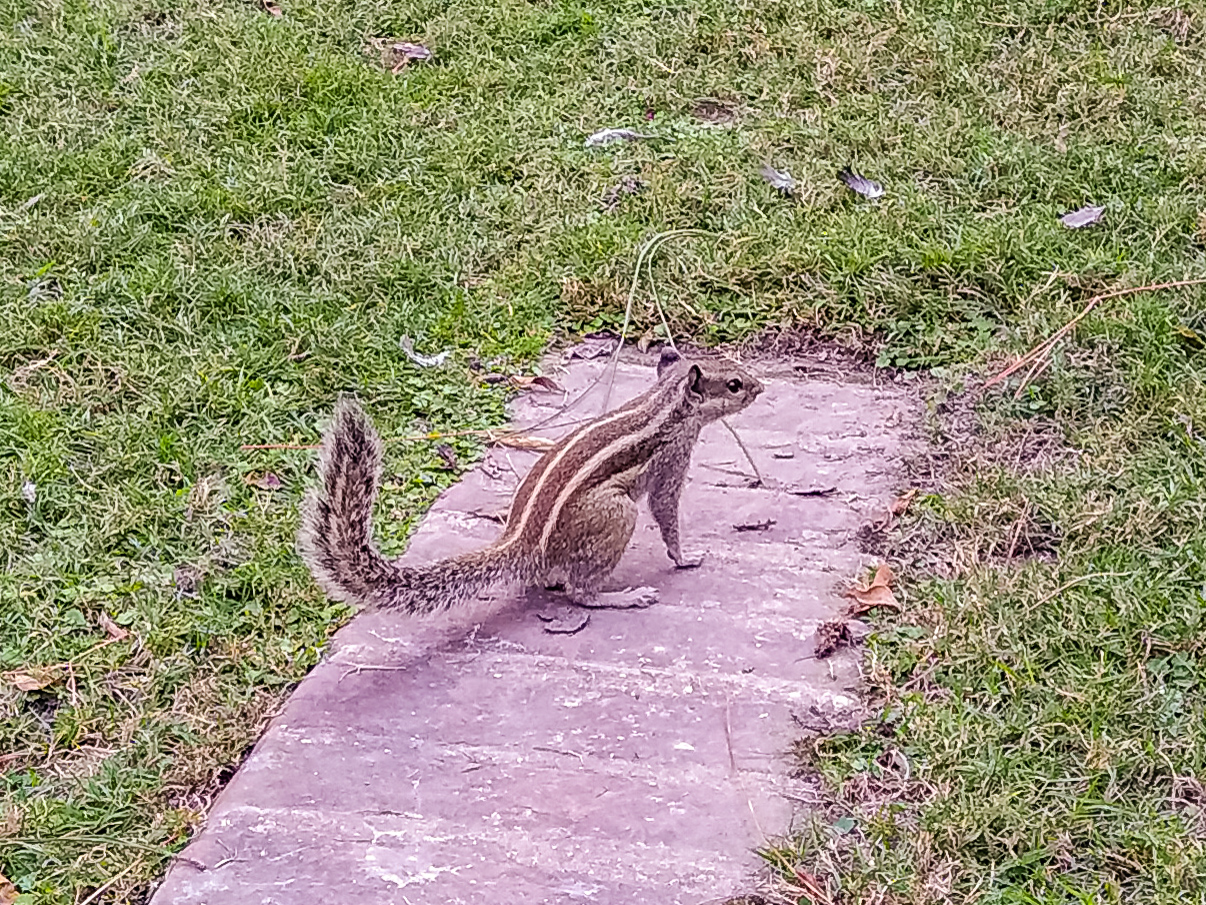 Kathmandu Garden of Dreams